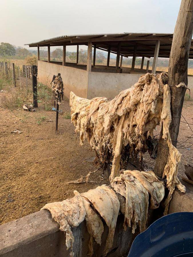 Irmãos lideram quadrilha de roubo de gado presa em operação