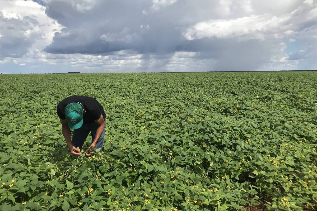 Lavoura de soja do Pantanal tem a melhor produtividade do Brasil