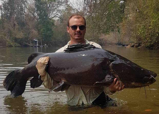 Pescador fisga jaú de aproximadamente 70 kg; vídeo