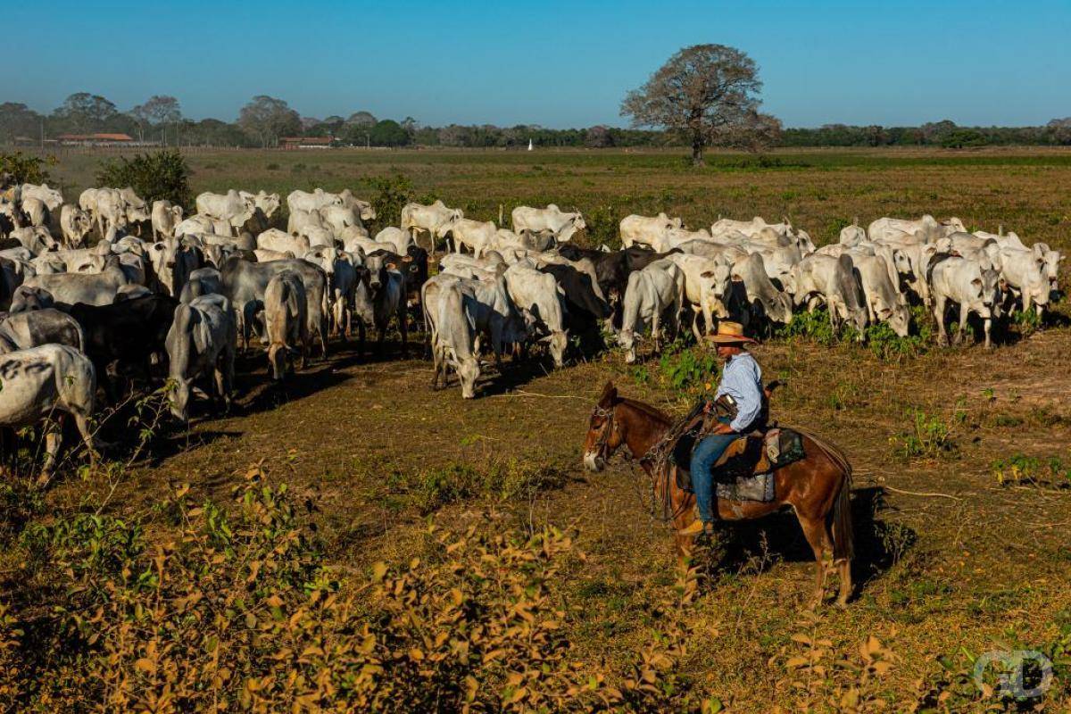 R$ 160 milhões estão disponíveis para recuperação de pecuária em Leverger, Barão e Livramento 