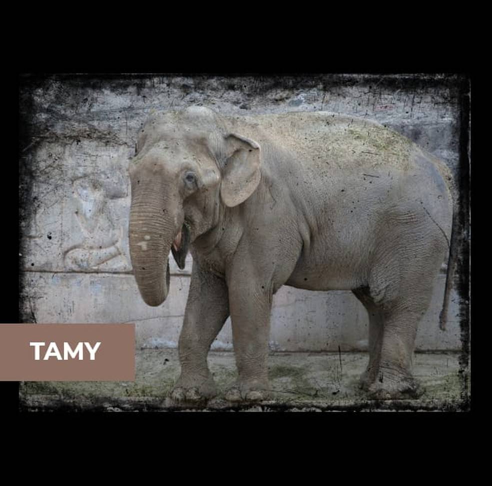 Santuário faz campanha para construir espaço para abrigar o 1º elefante macho