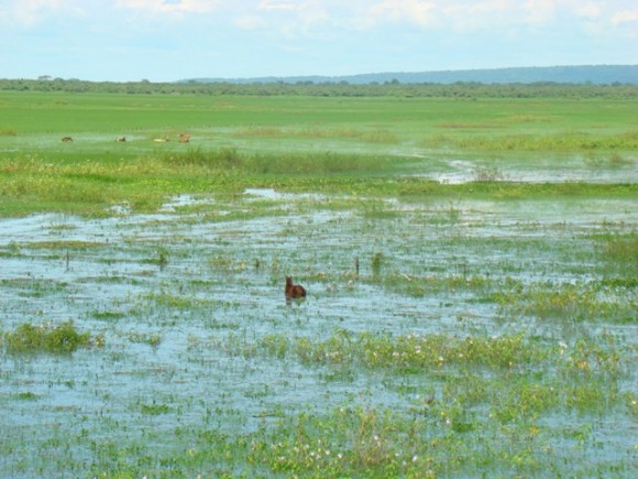 MIMOSEANOS SE REUNEM NO MEMORIAL RONDON