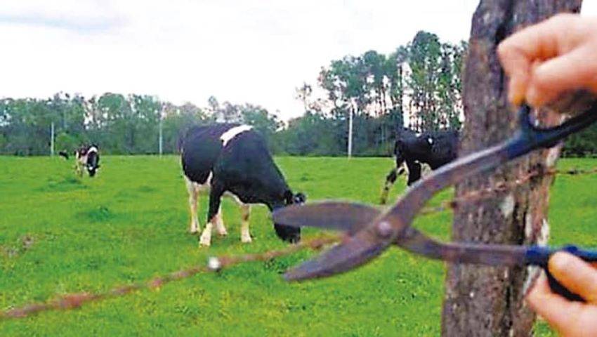 Dono de sítio teve cerca cortada e denuncia furto de gado