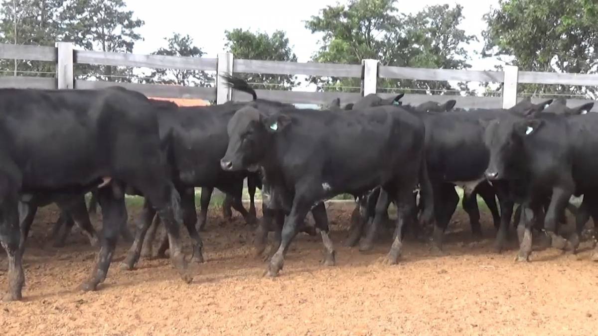 Bandidos invadem fazenda e roubam mais de 100 bezerros em MT