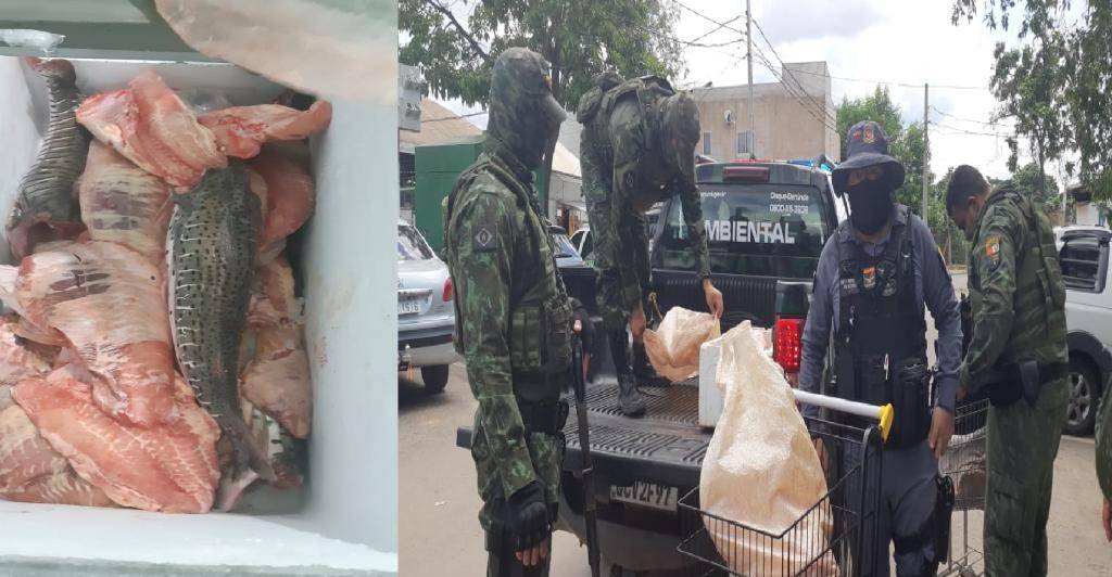 Motorista foge de policiais e abandona veículo com pescado irregular na rodovia Palmiro Paes de Barros