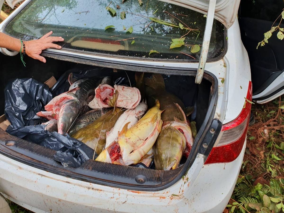 Servidor de VG é flagrado com 150 kg de pescado ilegal na região do Valo Verde 