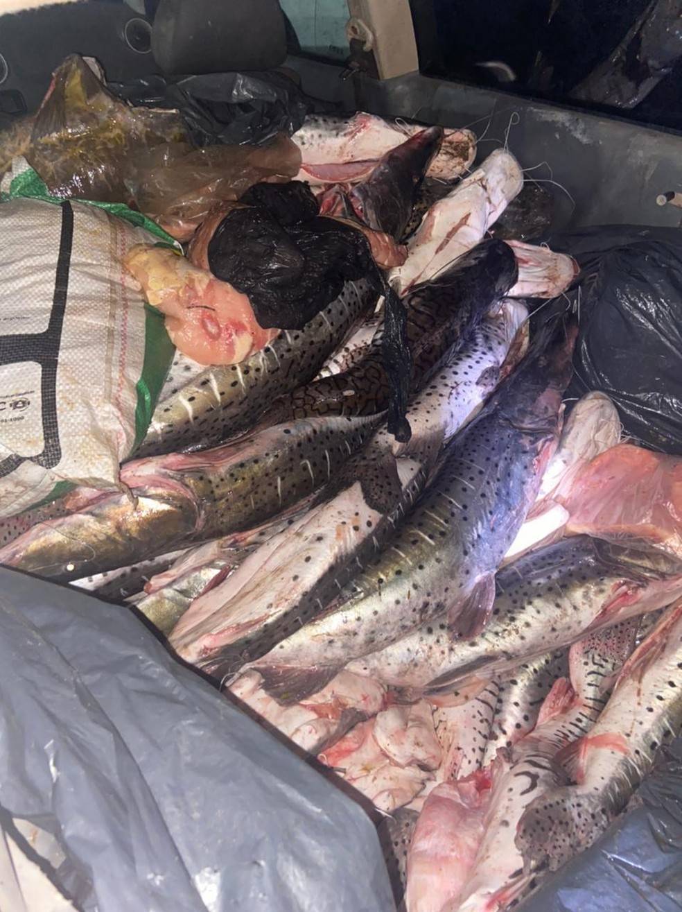 Carros que saíam de aldeia indígena com 550 kg de pescado irregular são abordados pela polícia e 5 são detidos 