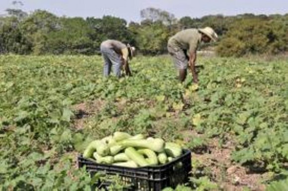  EMENDA DE JONAS VAI BENEFICIAR 353 AGROINDÚSTRIAS
