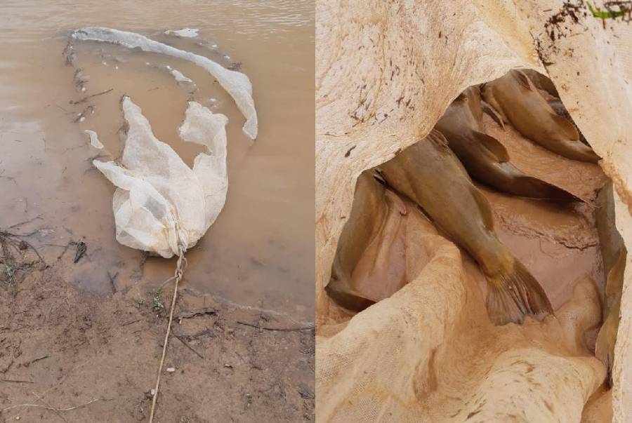 Peixes apreendidos na região do Valo Verde são devolvidos a água