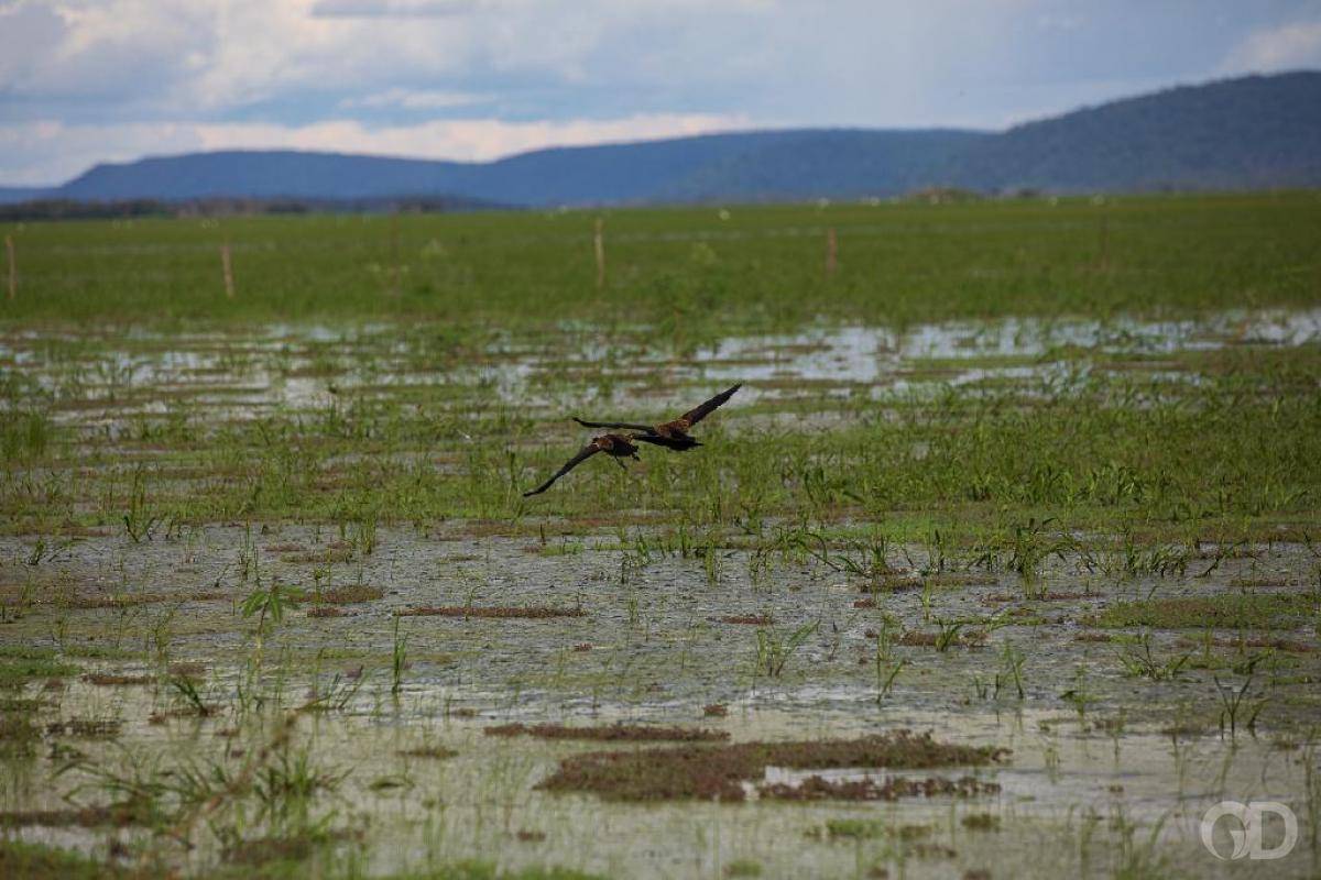 Baía de Chacororé dá sinais de recuperação após chuvas e obras de intervenção