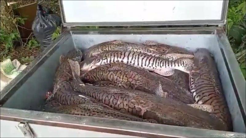 Deputada posta vídeo e expõe como funciona a máfia da pesca predatória em MT