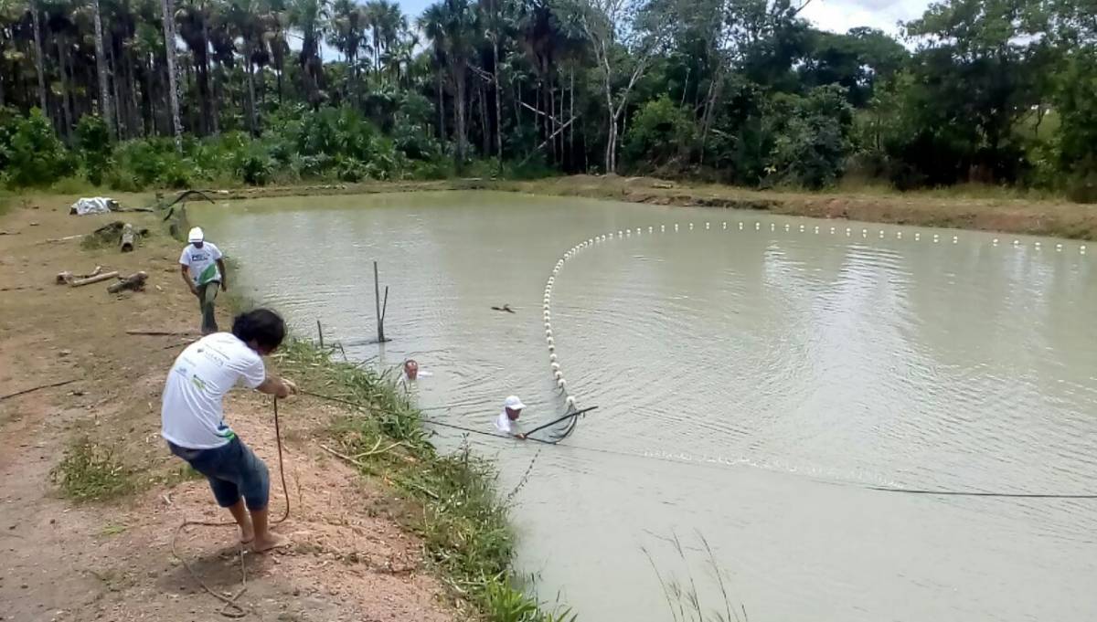 MT é o 5º estado que mais produz peixe