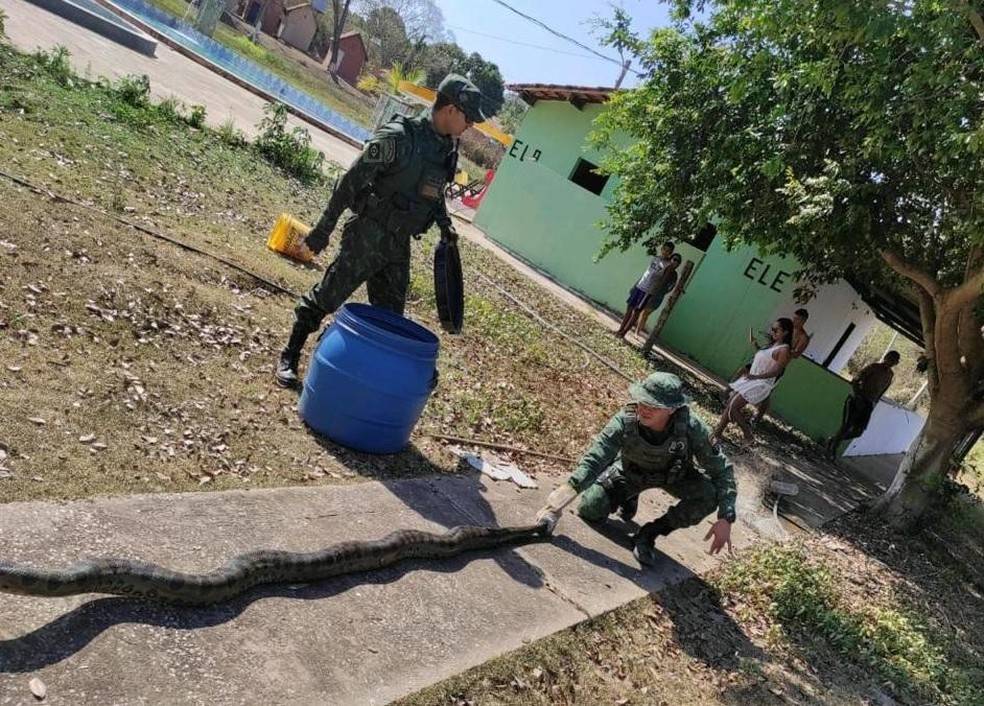 Sucuri gigante encontrada em tanque de peixe em Acorizal é resgatada e solta em Santo Antônio  de Leverger