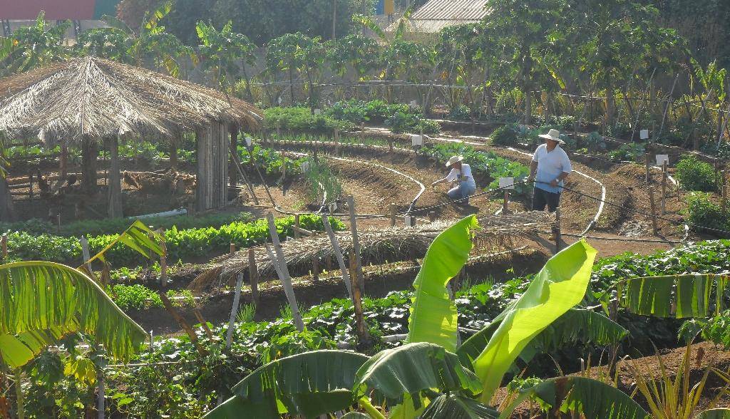 Escolas de Santo Antônio e Barão de Melgaço são selecionadas para implementar projeto Horta Pedagógica; VEJA LISTA