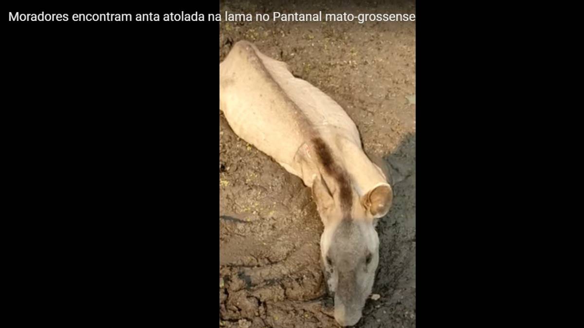 Moradores de Barão de Melgaço se mobilizam para resgatar, nesta segunda-feira, uma anta encontrada atolada na lama