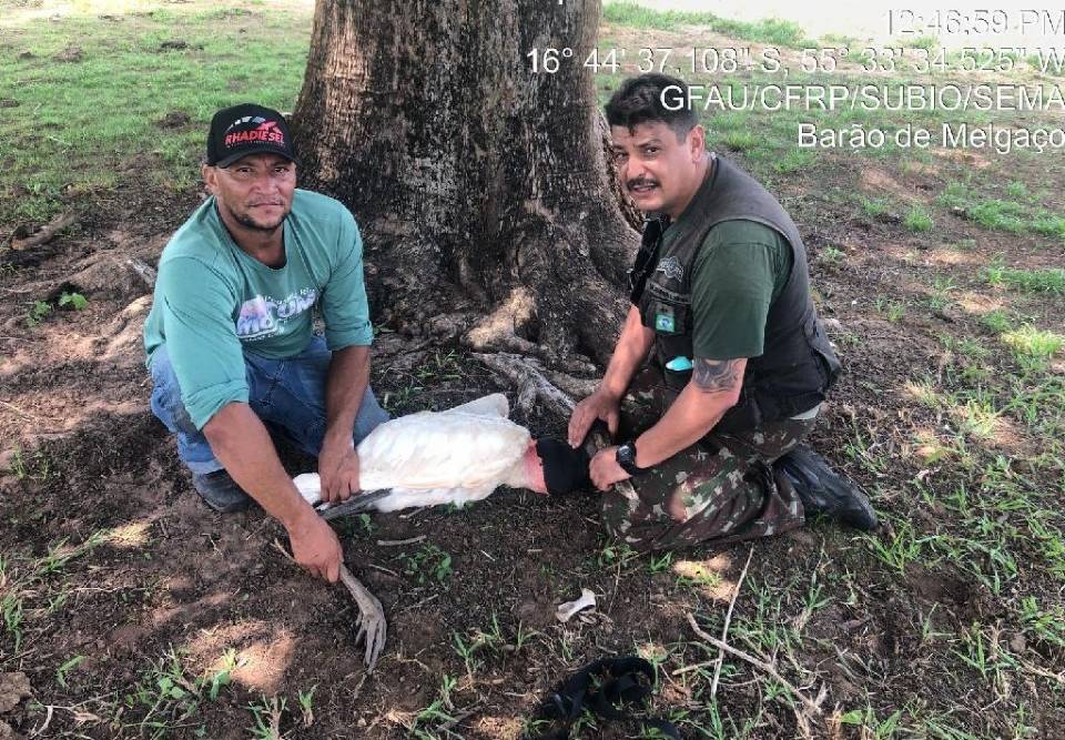 Sema-MT atende tuiuiú ferido por linha de pesca em Barão de Melgaço