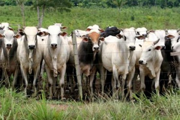 CAMPANHA CONTRA AFTOSA SERÁ LANÇADA NESTA SEXTA