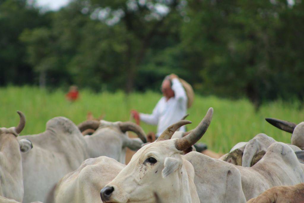 Pantaneiros ficam de fora das discussões sobre o Estatuto do Pantanal