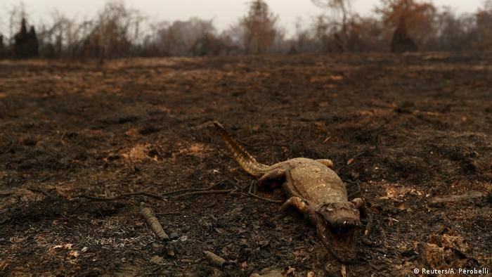 MP abre processo contra fazenda acusada por incêndios no Pantanal e cobra indenização de R$ 8,9 milhões