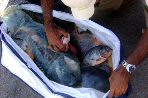  SEMA APREENDE 452 Kg DE PESCADO EM BARÃO 