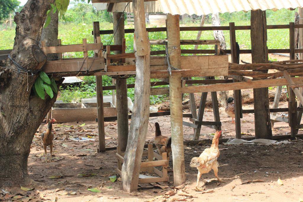 Qualidade da água pode ser uma das causas de mortandade de animais em Santo Antônio de Leverger