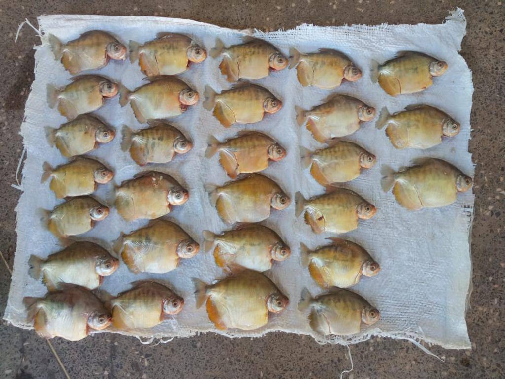 EM LEVERGER; Batalhão Ambiental prende homem e apreende 87 unidades de pescado irregular 