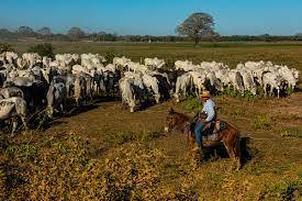 Lei do Pantanal é sancionada em MT e permite turismo rural e pecuária extensiva