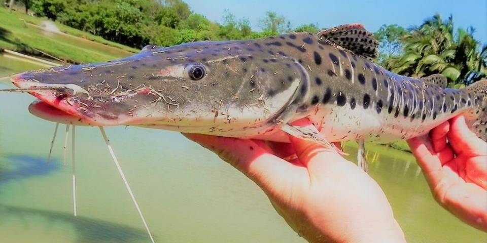 Ministério determina 5 de dezembro como data de início da proibição da pesca de pintado