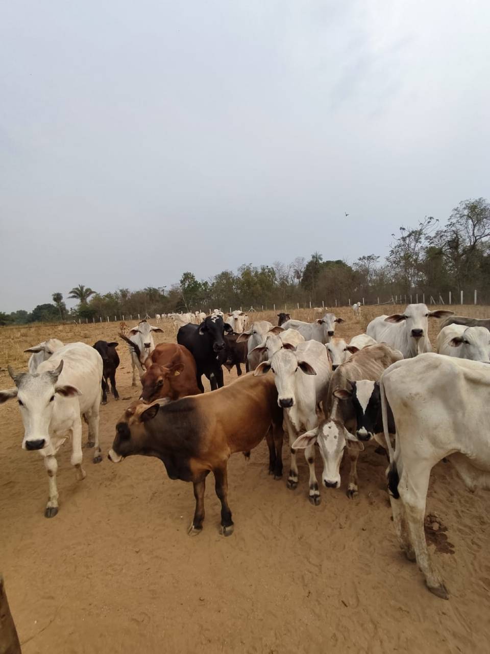 Mais de 50 cabeças de gado roubadas de fazenda são recuperadas em Várzea Grande
