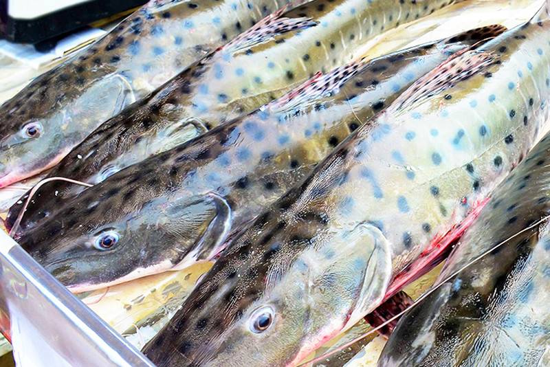 Governo reavalia lista de risco, que proibia a pesca do pintado