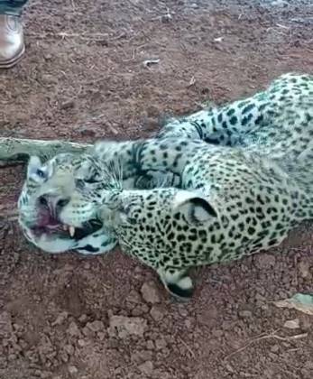 Delegada descarta matança de onças-pintadas em Acorizal e investiga se crime ocorreu em MT