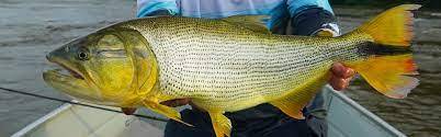 Deputado solicitou parecer técnico sobre liberação de pesca do Dourado em MT