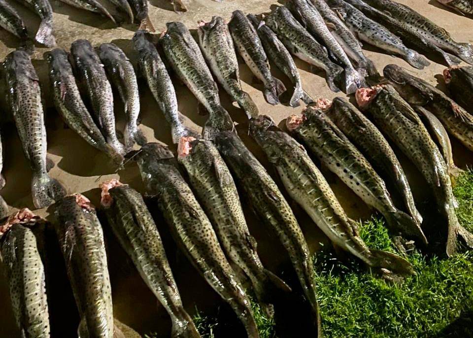 Sema apreende 205 quilos de pescado das espécies pintado, cachara, pacu e dourado