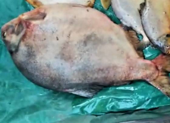 Pacu de 9,3 kg é capturado na região de Croará - Rio Cuiabá