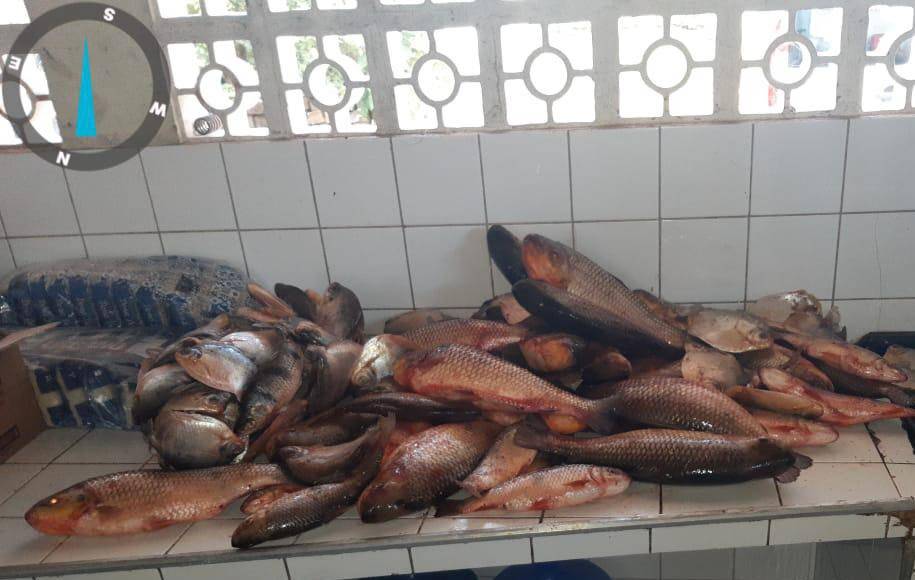 Sema e PM apreendem 87 quilos de pescado ilegal na região de Santo Antônio e Barão de Melgaço 