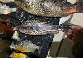 Homem é preso com 14 quilos de pescado irregular na entrada da comunidade de Barranco Alto