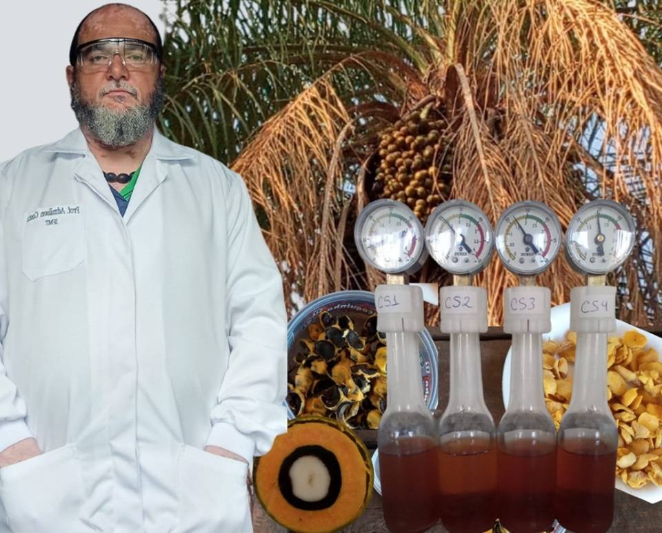 Pesquisadores criam cerveja de bocaiuva com frutos colhidos no Pantanal de MT