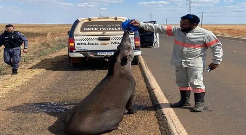Anta é encontrada com sede às margens de rodovia e trabalhadores dão água ao animal; <VIDEO>