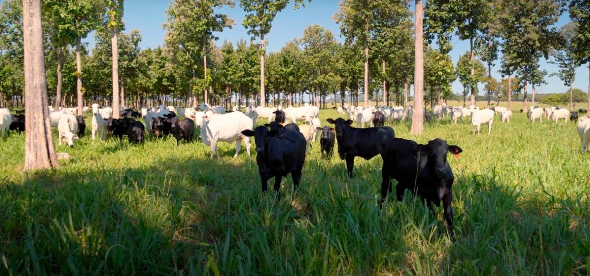 Bezerros são desmamados com até 270kg em Santo Antonio de Leverger 