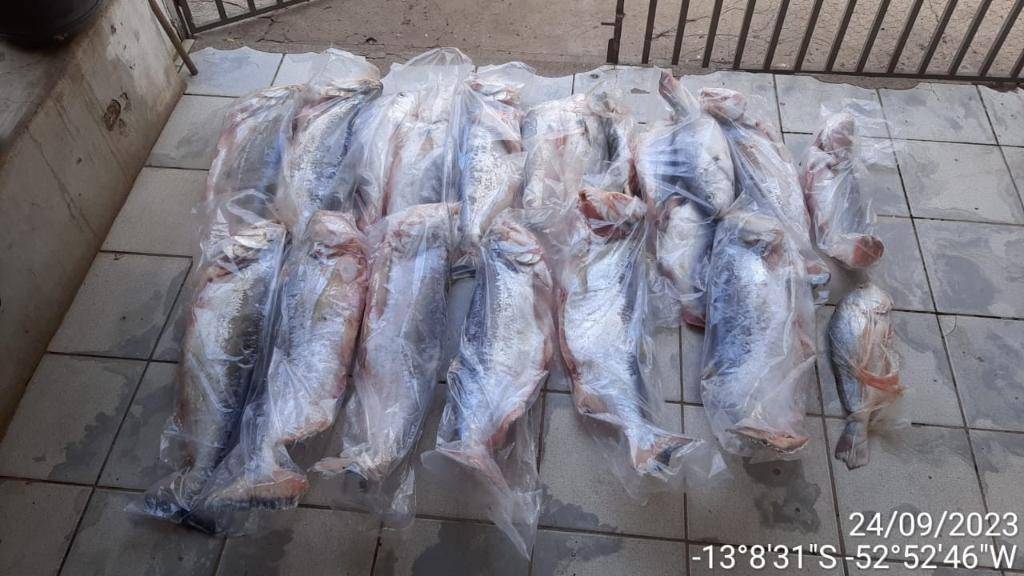 Carne de caça, pescado irregular e armas de fogo: Infratores fazem 