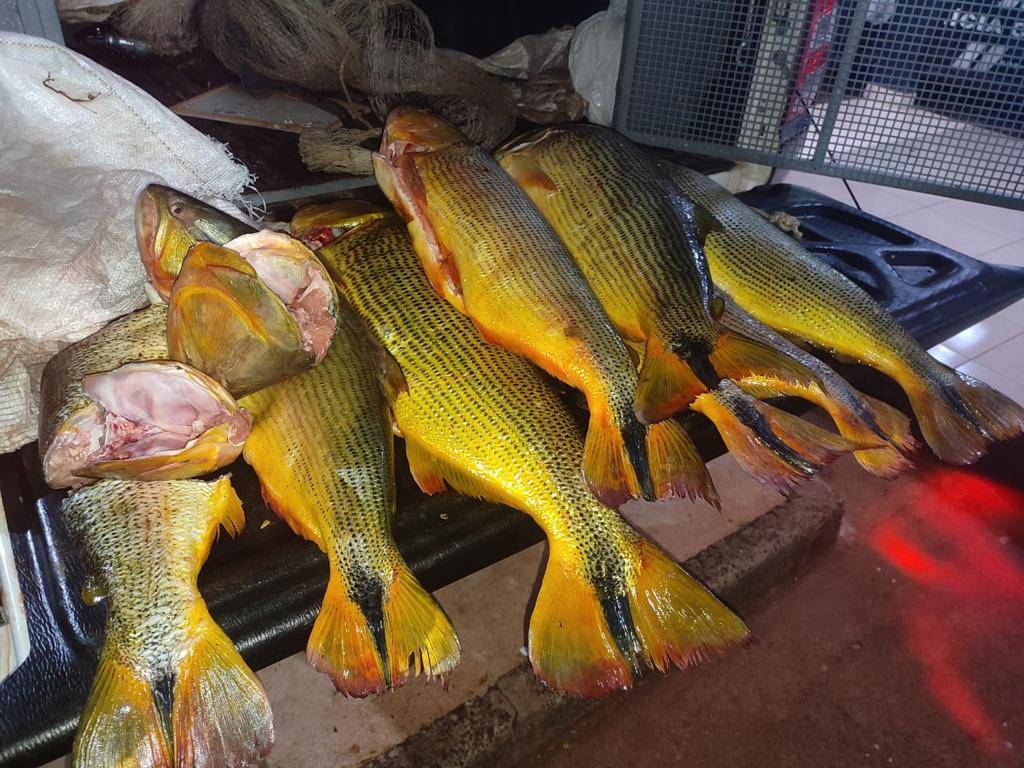 Batalhão Ambiental da PM apreende 35 quilos de Dourado em Tangará da Serra