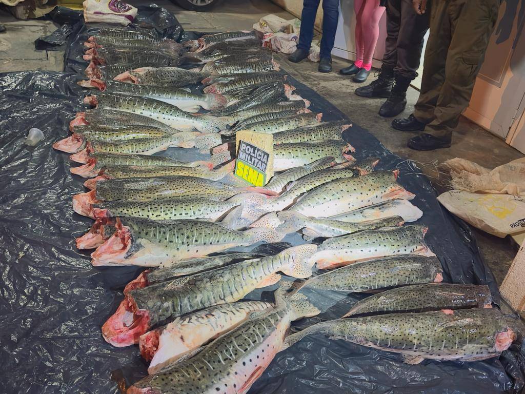 Sema-MT apreende 431 kg de pescado ilegal durante operação no município 