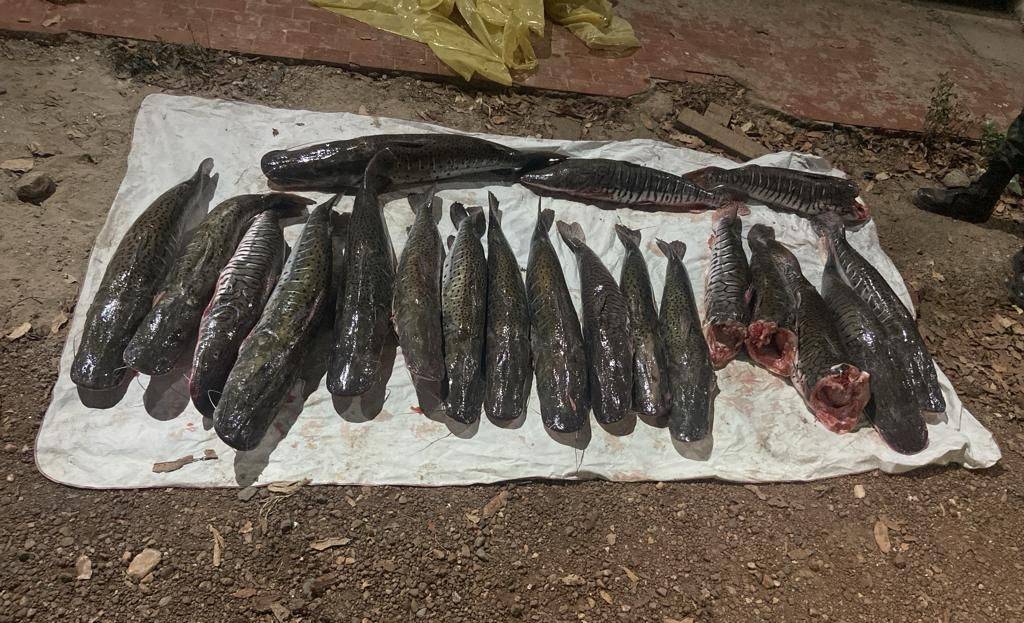 Dois homens são presos e 104 quilos de pescado irregular foram apreendidos em Leverger
