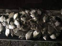 Homem é preso com quase 30 quilos de pescado fora da medida em Santo Antônio