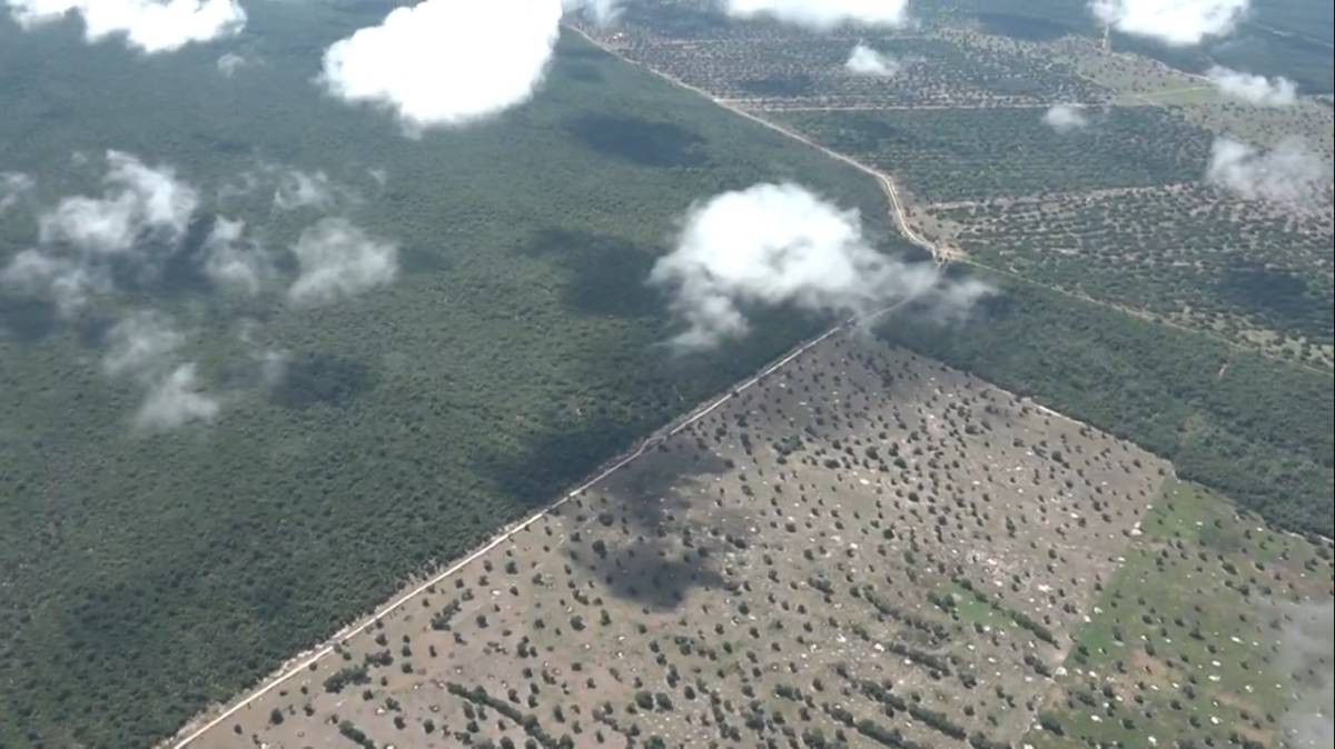 Agente laranja: pecuarista desmata o Pantanal com substância altamente tóxica;<VIDEO>