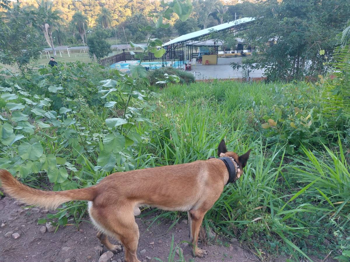 FAZENDA MIMOSO - Cães do Bope acham drogas escondida em chácara de líder do CV-MT; VEJA FOTOS
